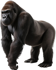Muscular and focused, this gorilla strides toward the lens with determination. Every step exudes dominance and primal strength in the heart of the jungle.