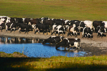 Herd Cows Drinking Water Pond