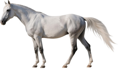 A side profile of a powerful Andalusian horse standing tall and proud with flowing mane and muscular frame reflecting elegance and strength in the open field
