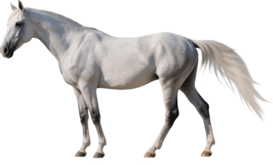 A side profile of a powerful Andalusian horse standing tall and proud with flowing mane and muscular frame reflecting elegance and strength in the open field