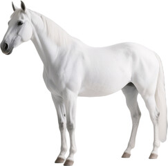 This elegant side view captures the power and grace of a white horse with every muscle and strand of mane highlighted in warm gentle light