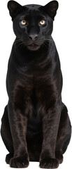 This stunning front view of a black panther captures the sleek strength and mysterious beauty of its deep eyes and smooth dark fur