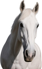 A serene close up of a white horse shows its soulful eyes and wispy mane with details that reflect grace, nobility, and quiet strength