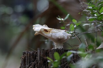 Single white mushroom grows from an old, weathered tree stump.