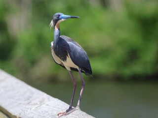 Tricolored heron on a wooden railing.