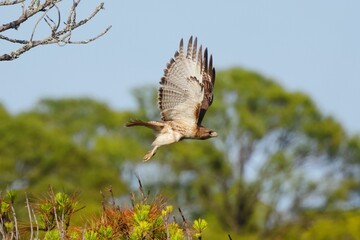 Hawk in Flight Over Green Landscape