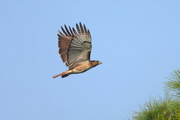Majestic Hawk in Flight