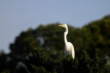 Graceful egret on lush greenery.