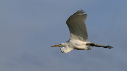 White egret soaring in a clear sky.