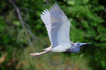 Majestic heron in flight with its wings..