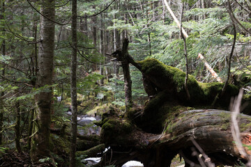 tree in the deepforest in japan