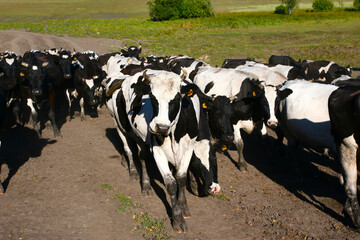 Cattle herd grazing in pasture with cowboy on horseback in countryside setting