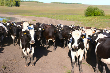 Fototapeta premium Herd of black and white cows grazing in open pasture under clear blue sky