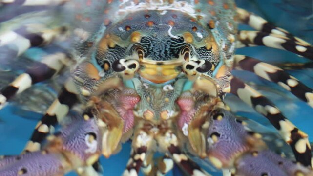 A head of Tropical rock lobster (Panulirus ornatus) under water, close up