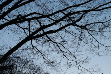 冬の夕空と木のシルエット