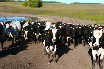 Fototapeta premium Herd of black and white dairy cows grazing near a pond in a rural pasture