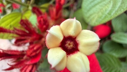 Creamy flower with red bracts and stamens