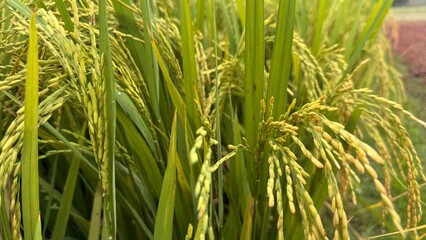 Lush green rice paddy nearing harvest.