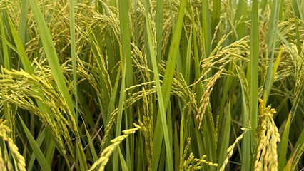 Lush green rice paddy nearing harvest.