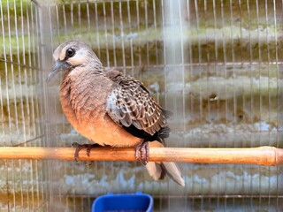 Spotted dove perched inside a wire cage.