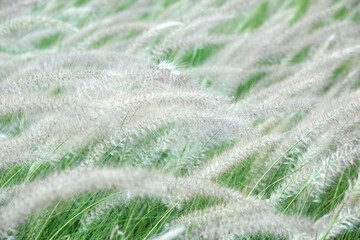 Soft Blades of Grass in a Gentle Breeze on a Sunny Day