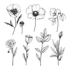 Professional Set of Flowers Sketches for Design Projects on White Background