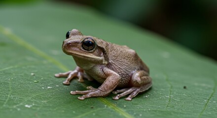 Obraz premium Small frog on leaf
