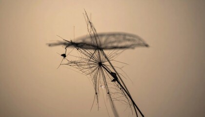 Dandelion seed dispersal action nature setting macro photography soft focus ethereal concept