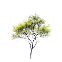 Obraz premium tree isolated on white background