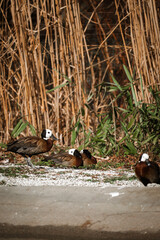 A group of white-faced whistling ducks is gathered on the ground, a mix of gravel and dirt