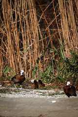 A group of white-faced whistling ducks is gathered on the ground, a mix of gravel and dirt