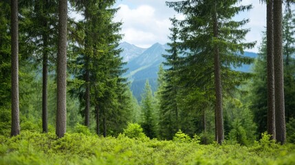 Forest view of evergreen trees