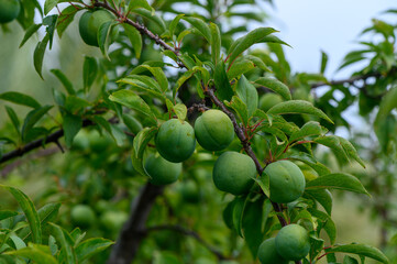 Close-up of green plums growing on a branch. Fresh and natural unripe fruit in orchard setting.