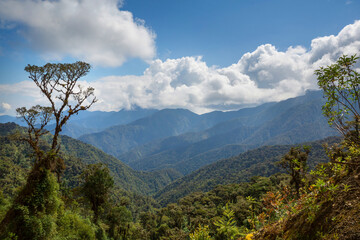 Jungle in Peru