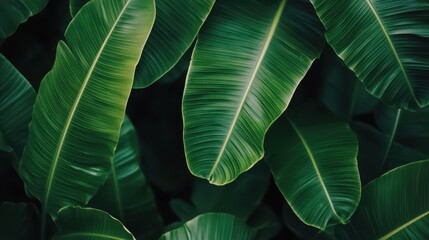Lush, verdant banana leaves fill the frame with textured patterns and organic lines. Great for backgrounds, nature themes, and designs evoking tropical vibes.