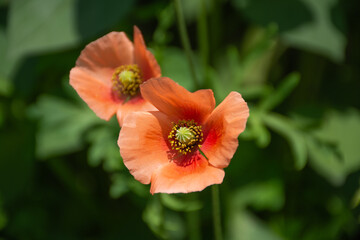 ナガミヒナゲシの花