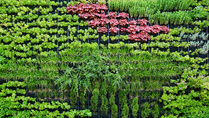 Vertical Garden Wall with Green Plants and Eco-Friendly Design