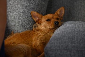 Cute small red dog lying on a pillow on a cozy sofa. Relaxed pet in home interior with soft light.