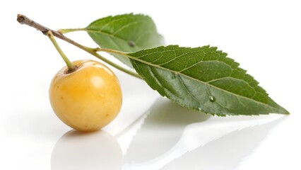 Single Yunnan Hackberry Fruit Isolated on White Background