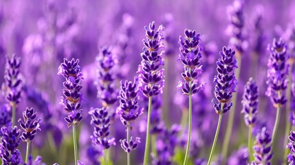 Vibrant purple lavender flowers in a sunlit field