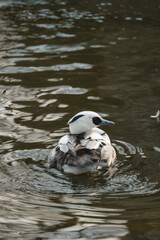 A striking white and grey duck, likely a smew, swims in dark water