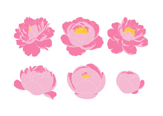 set of pink carnation flower isolated on white. hand drawn peony flower vector. © Jasmine Cert