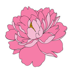 pink carnation flower isolated on white. hand drawn peony flower vector.