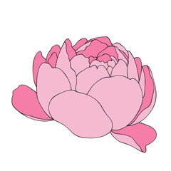 pink carnation flower isolated on white. hand drawn peony flower vector.