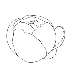 outline carnation flower isolated on white. hand drawn peony flower vector.