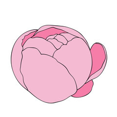 pink carnation flower isolated on white. hand drawn peony flower vector.