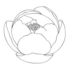 outline carnation flower isolated on white. hand drawn peony flower vector.