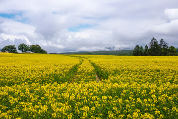 Obraz premium A blooming yellow rapeseed field under a bright sky with scattered clouds and trees lining the distant horizon in a peaceful rural setting.