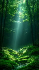 Sunlight filters through lush forest