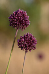 Obraz premium Close-up of blooming Allium hollandicum with spherical violet head. Popular decorative plant in spring gardens.